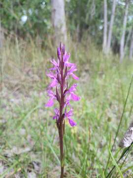 Imagem de Dactylorhiza elata subsp. sesquipedalis (Willd.) Soó