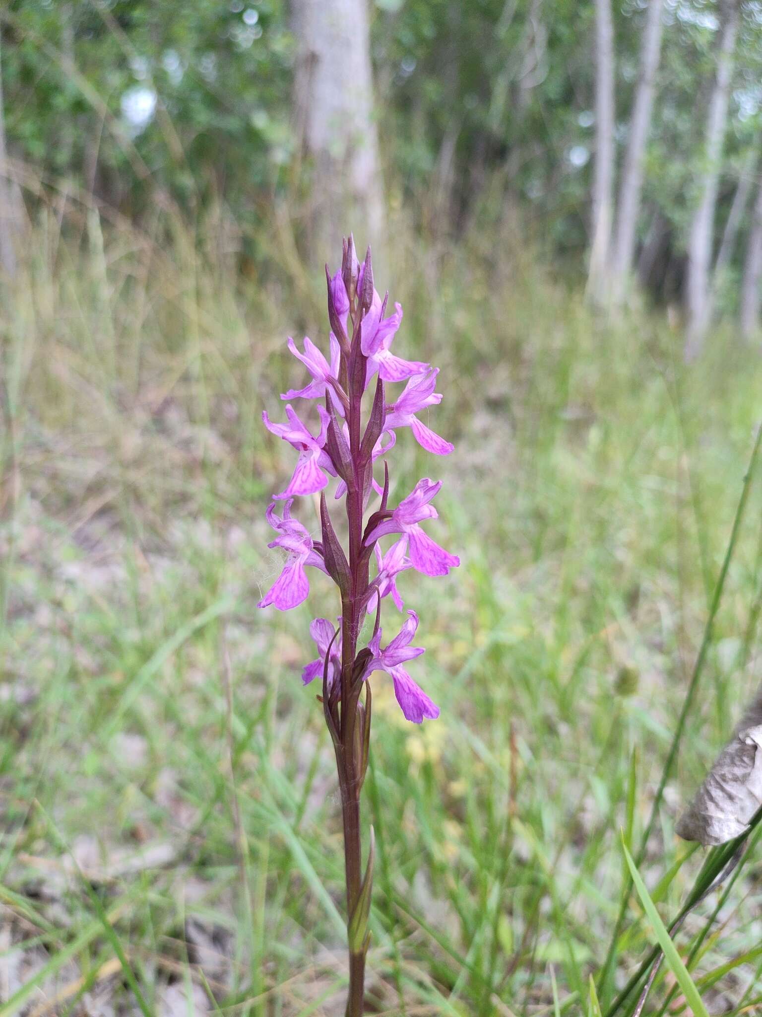 Image of Dactylorhiza elata subsp. sesquipedalis (Willd.) Soó