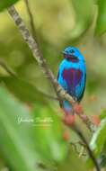 Image of Turquoise Cotinga