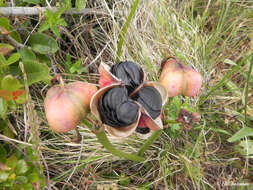 Image of Phycella australis Ravenna