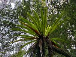 Image of Asplenium antiquum Mak.