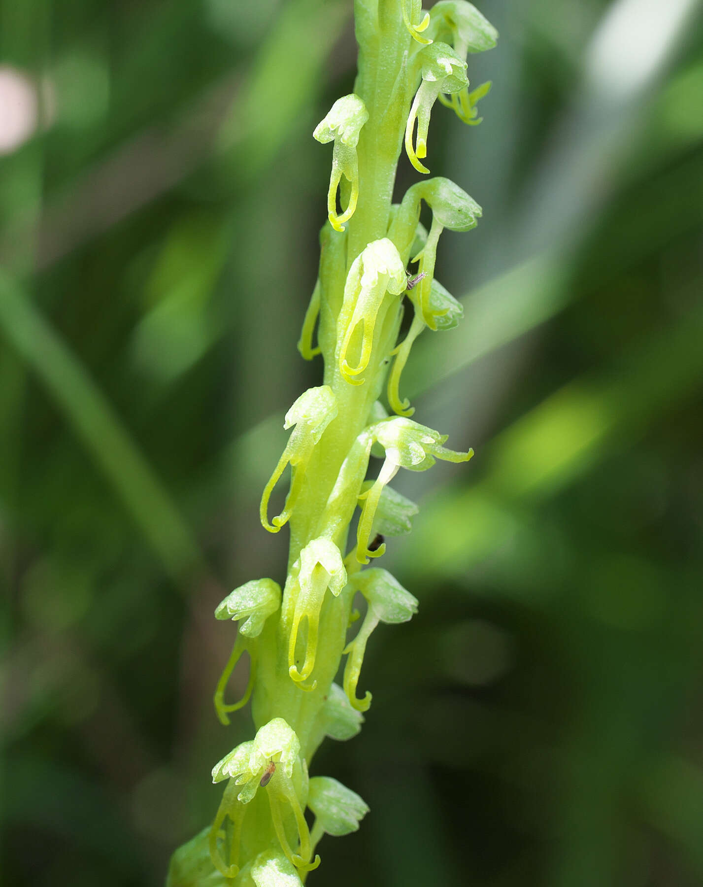 Herminium lanceum (Thunb. ex Sw.) Vuijk resmi