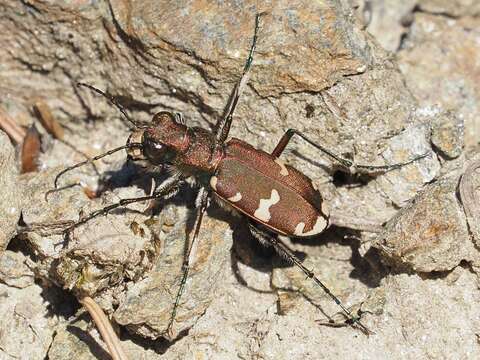 Image de Cicindela (Cicindela) sylvicola Dejean 1822