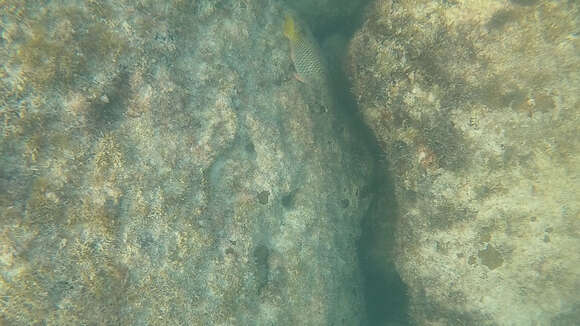 Image of Yellowtail parrotfish