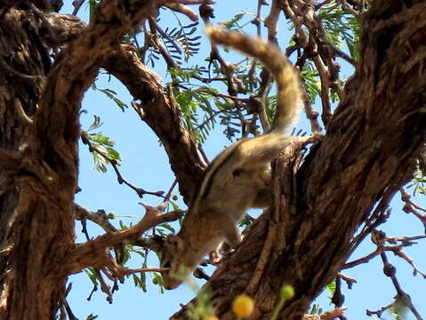 Image of Congo Rope Squirrel