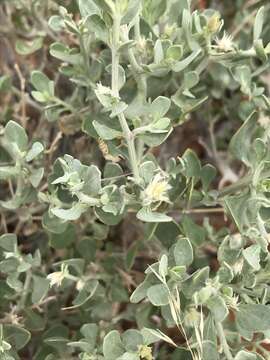 Image of Wool bush