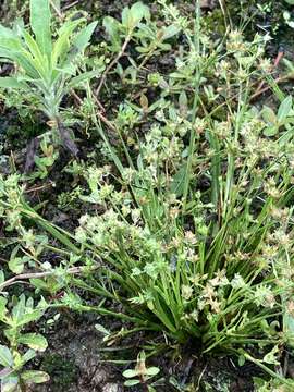 Image of Juncus prismatocarpus subsp. leschenaultii (Gay ex Laharpe) Kirschner