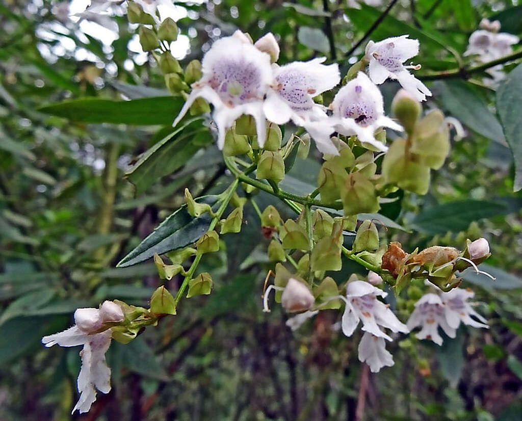 Prostanthera lasianthos Labill. resmi