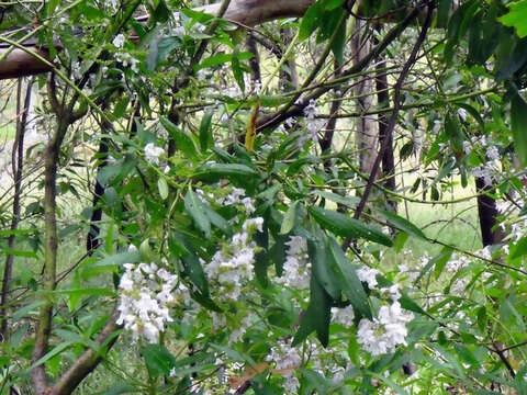 Image of Prostanthera lasianthos Labill.