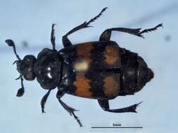 Image of Nicrophorus (Nicrophorus) hebes (Kirby 1837)