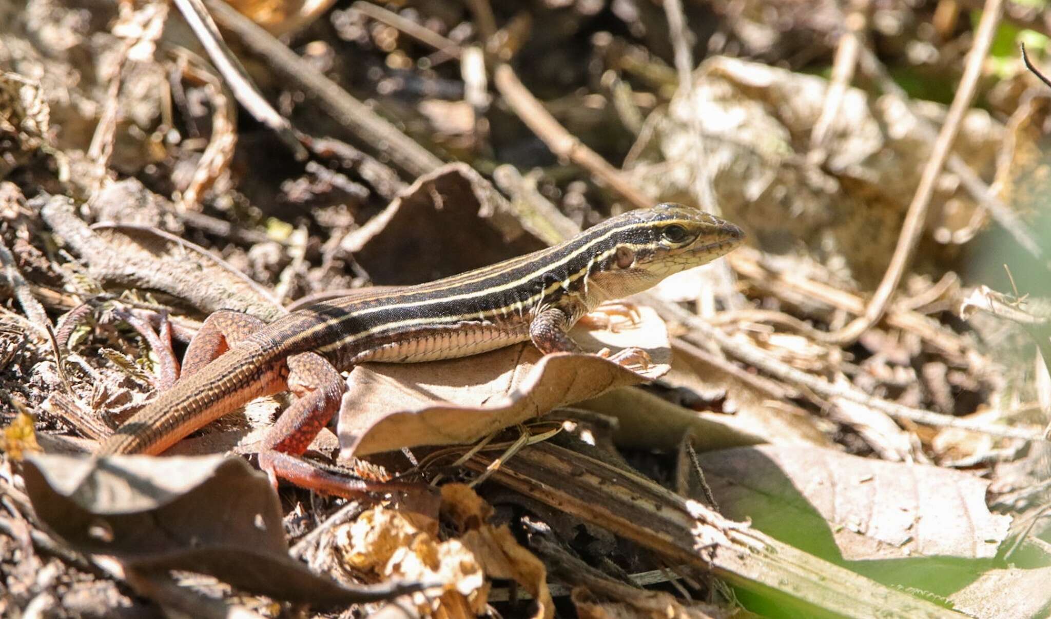 Image of Giant Whiptail