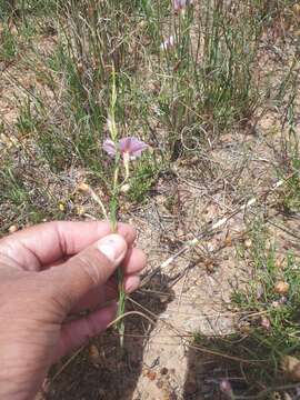 Image of Convolvulus capensis Burm. fil.