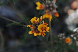 Слика од Pultenaea myrtoides Benth.