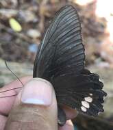 Parides sesostris (Cramer (1779))的圖片