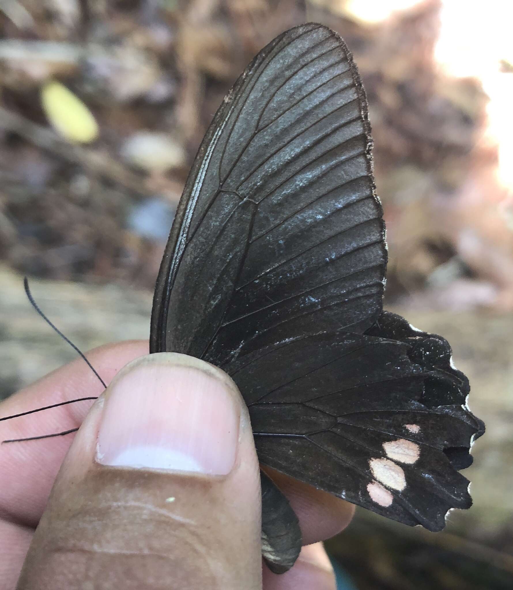 Parides sesostris (Cramer (1779)) resmi