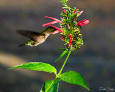 Image of Vervain Hummingbird