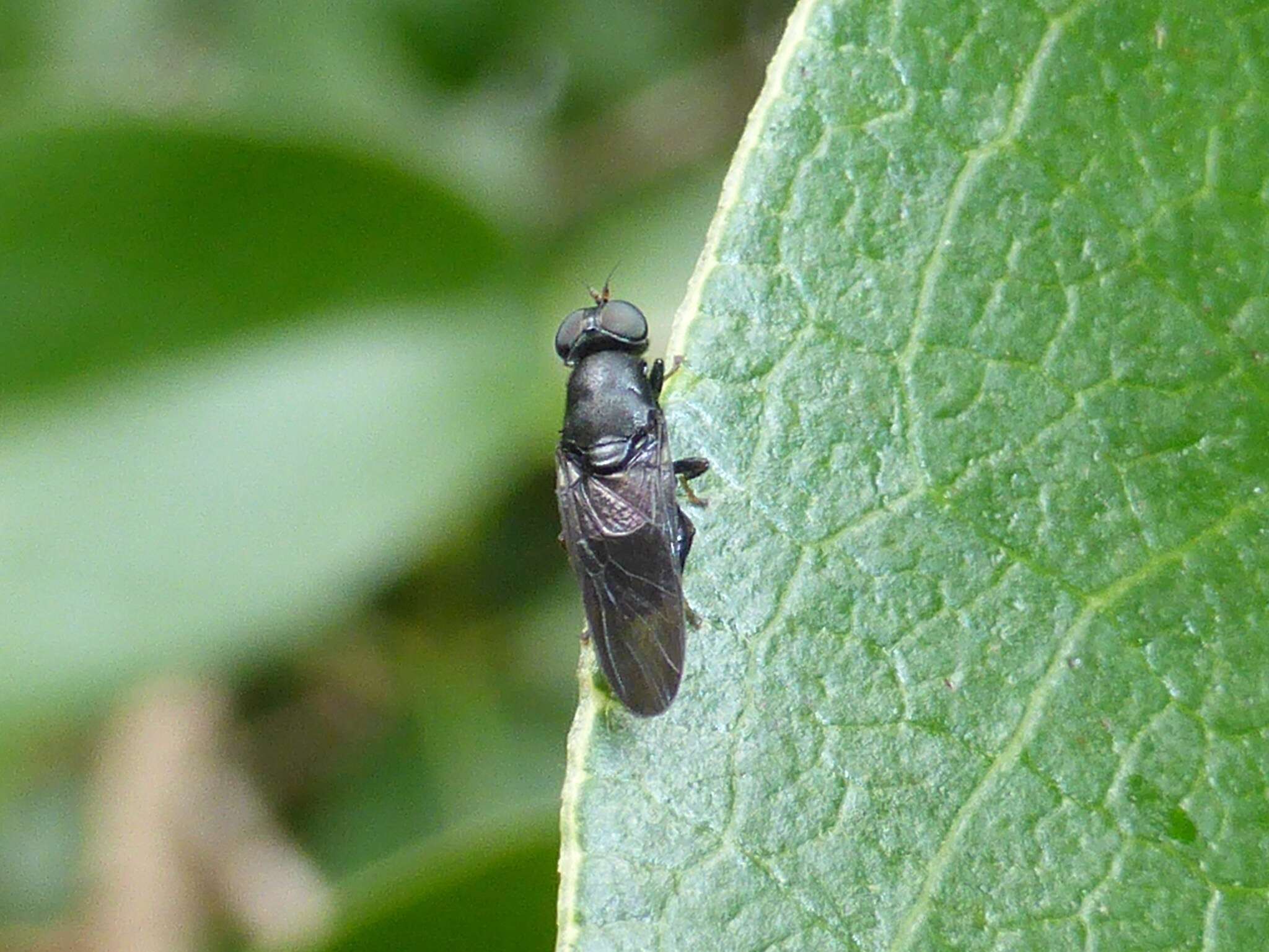 Image of Dysbiota parvula Lindner 1958