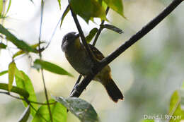 Image of Blackish-gray Antshrike