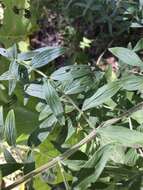 Imagem de Pycnanthemum verticillatum var. pilosum (Nutt.) Cooperr.