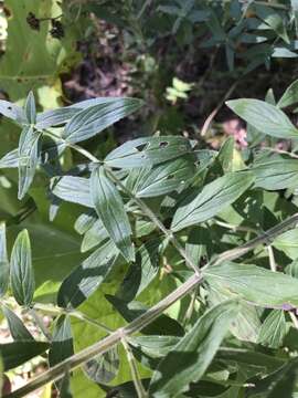 Image of whorled mountainmint