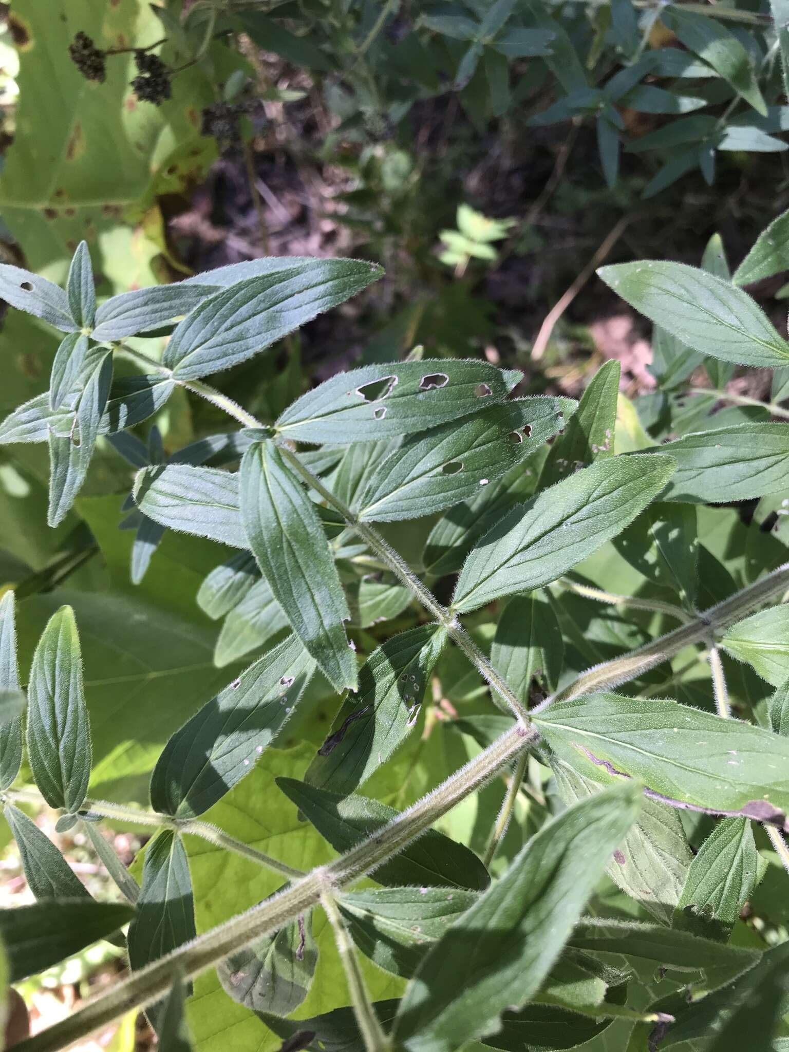 Imagem de Pycnanthemum verticillatum var. pilosum (Nutt.) Cooperr.