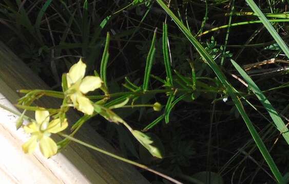 Imagem de Lysimachia quadriflora Sims