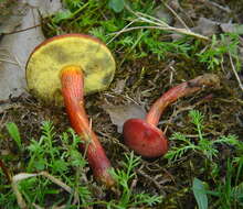 Image of Hortiboletus rubellus (Krombh.) Simonini, Vizzini & Gelardi 2015