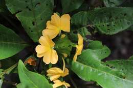 Image of Crossandra multidentata K. Vollesen