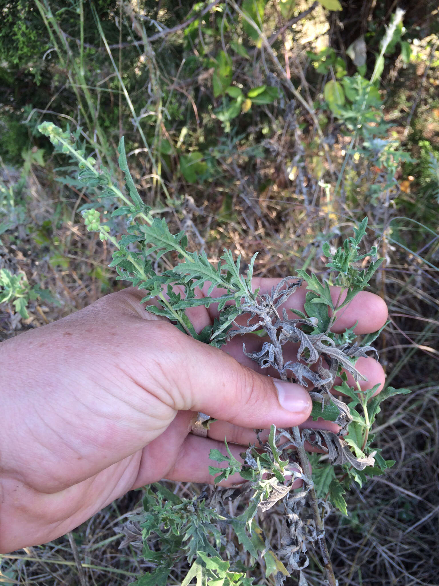 Image of Cuman ragweed