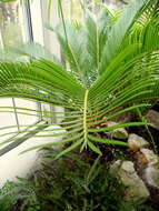 Image of Fern Palm