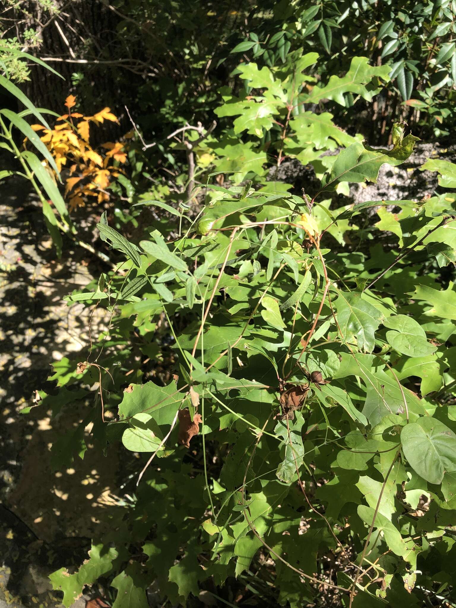 Image of Texas snoutbean