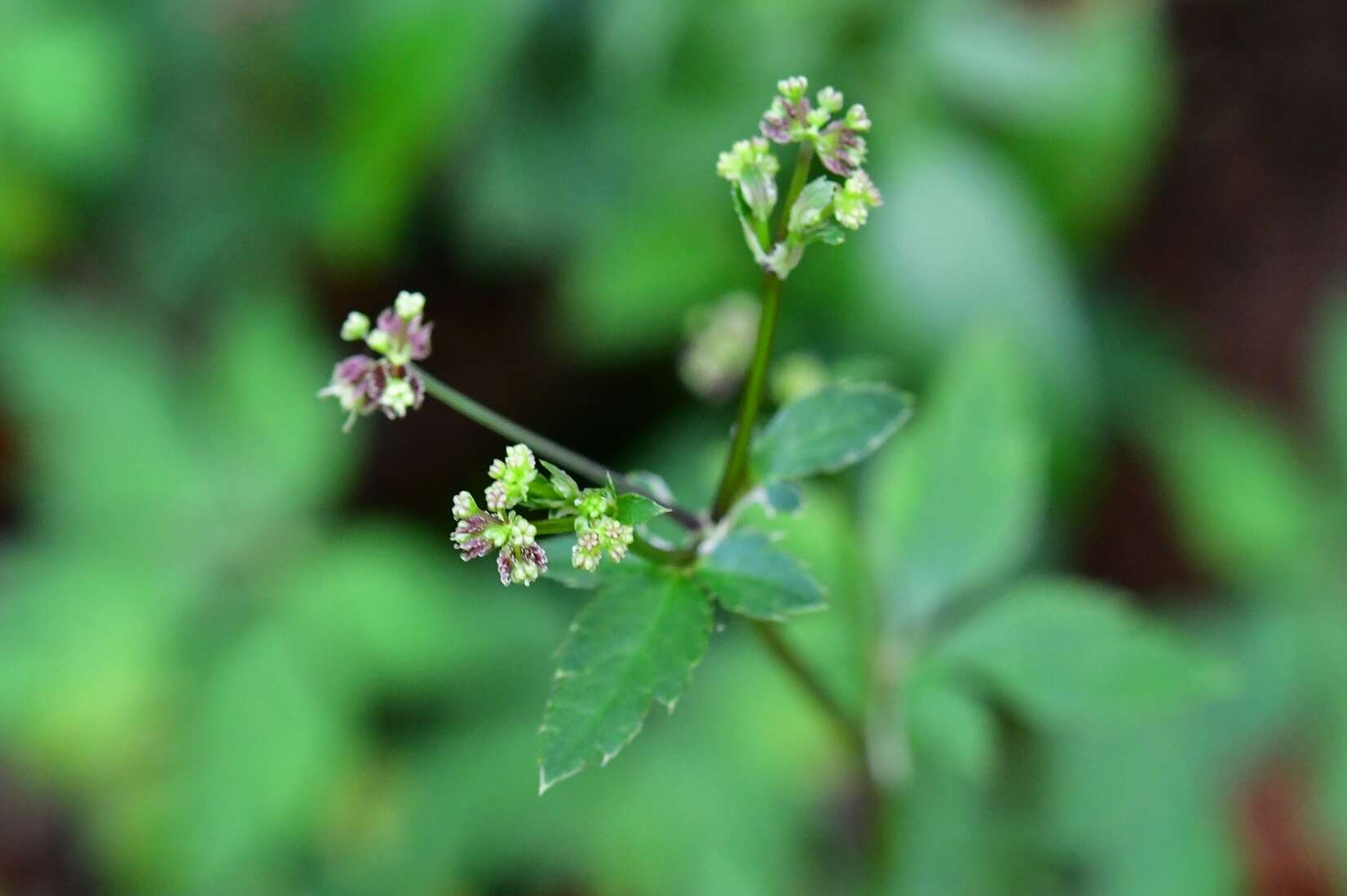 Image of Pacific Black-snakeroot