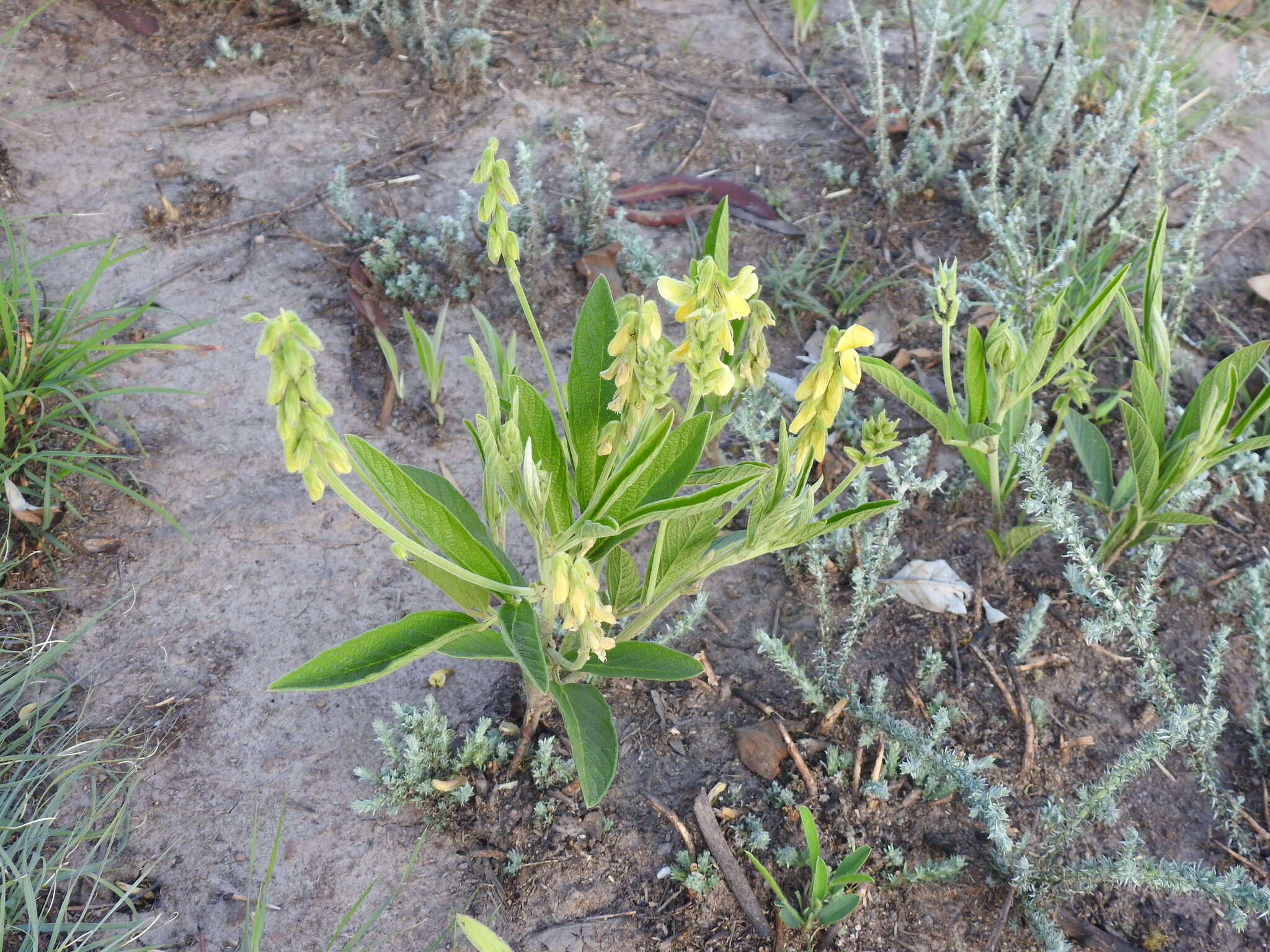 Image of Eriosema burkei Harv.