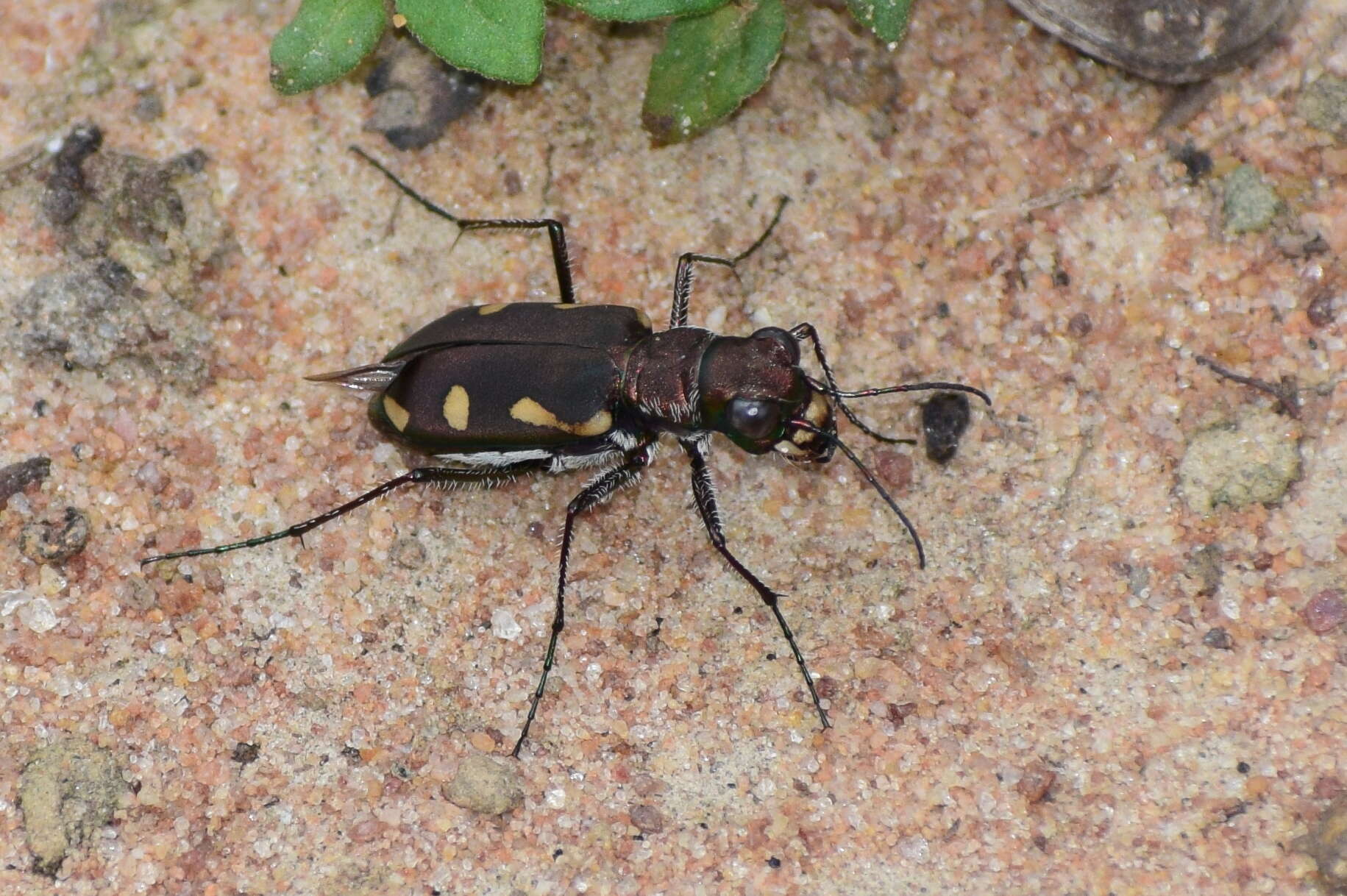 Image de Cicindela (Ancylia) guttata Wiedemann 1823