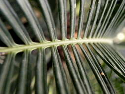 Image of Fern Palm