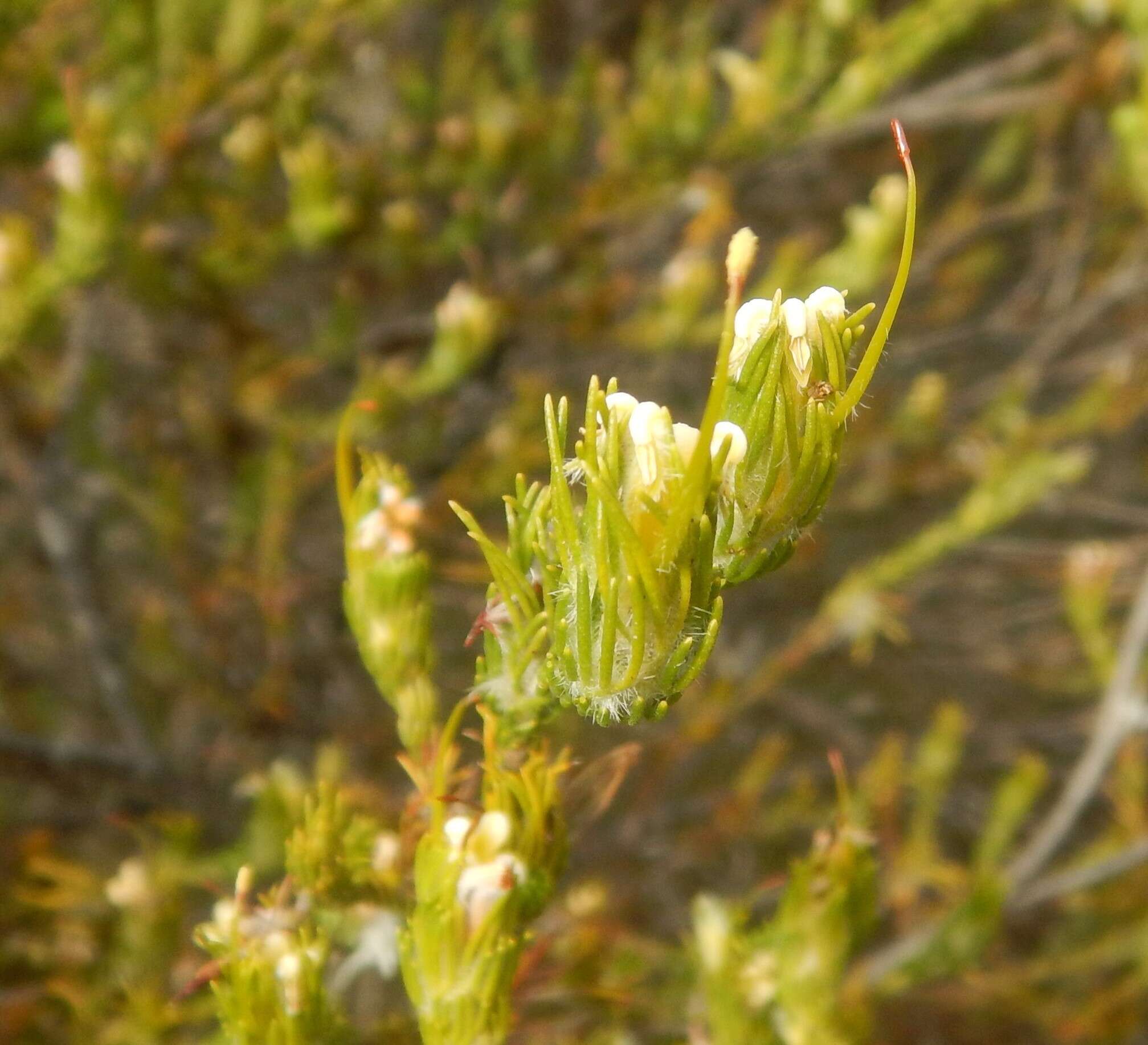 Image de Adenanthos terminalis R. Br.