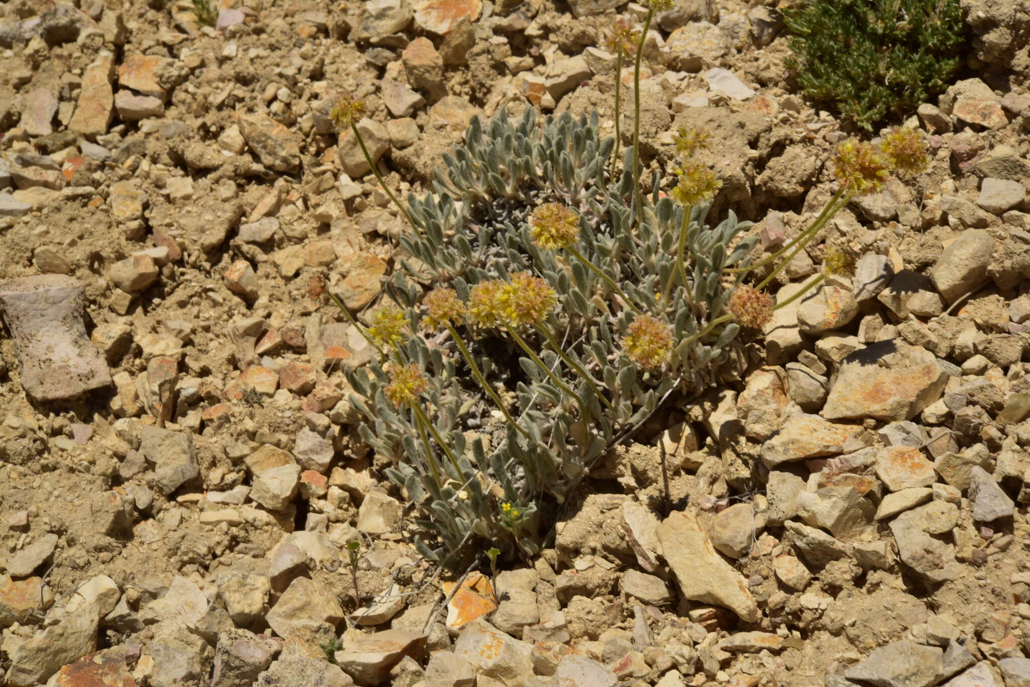 Image of Ruby Mountain buckwheat