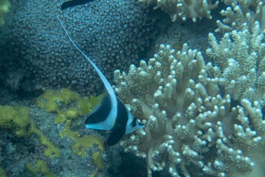 Image of Bannerfish