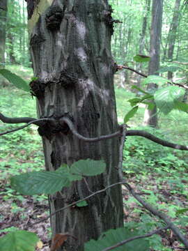 Image of European hornbeam