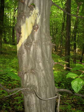 Image of European hornbeam