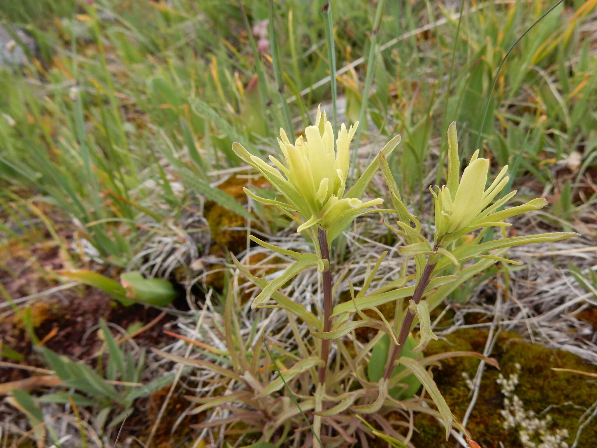 Image of stiff yellow Indian paintbrush