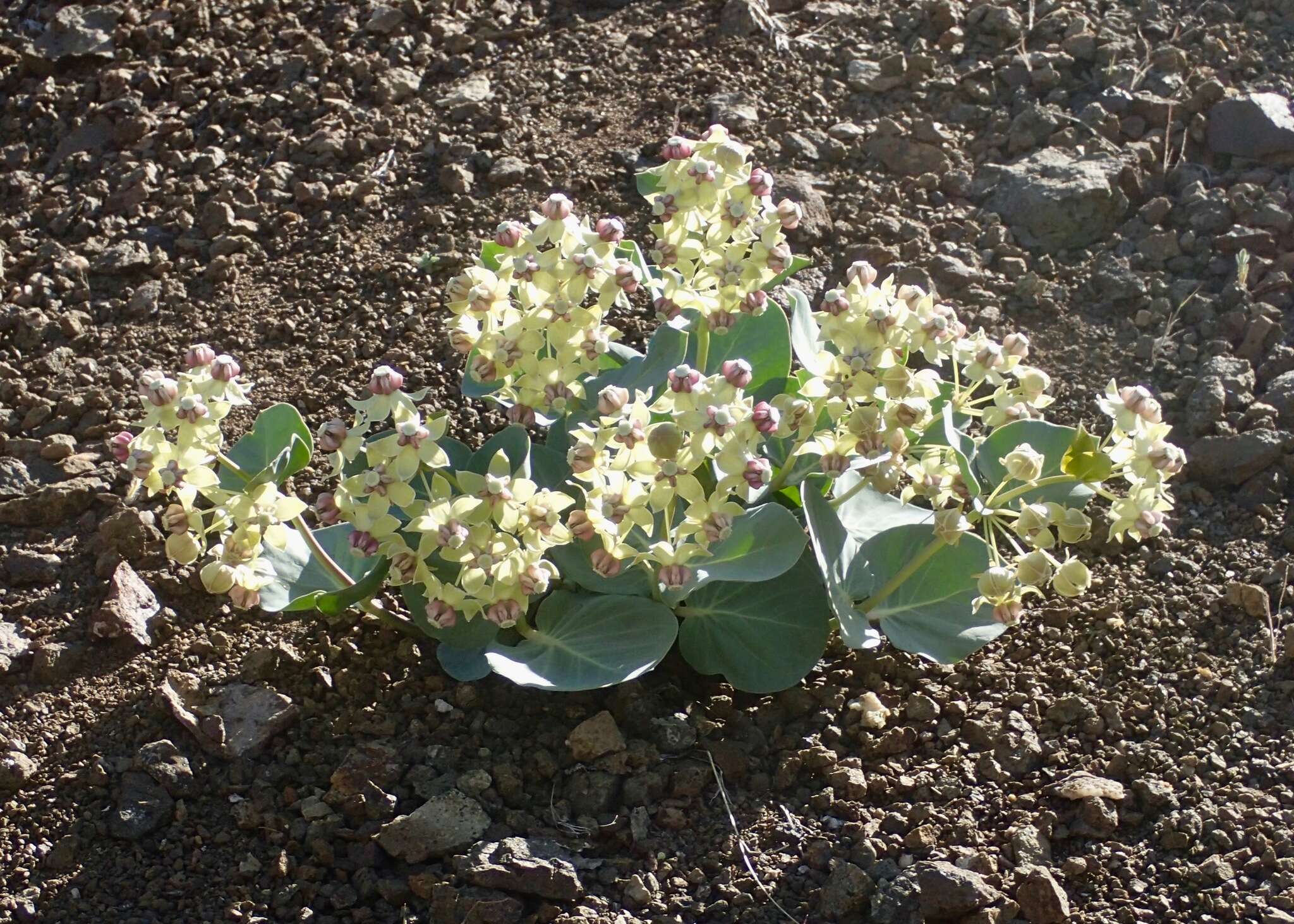 Image of Davis' milkweed