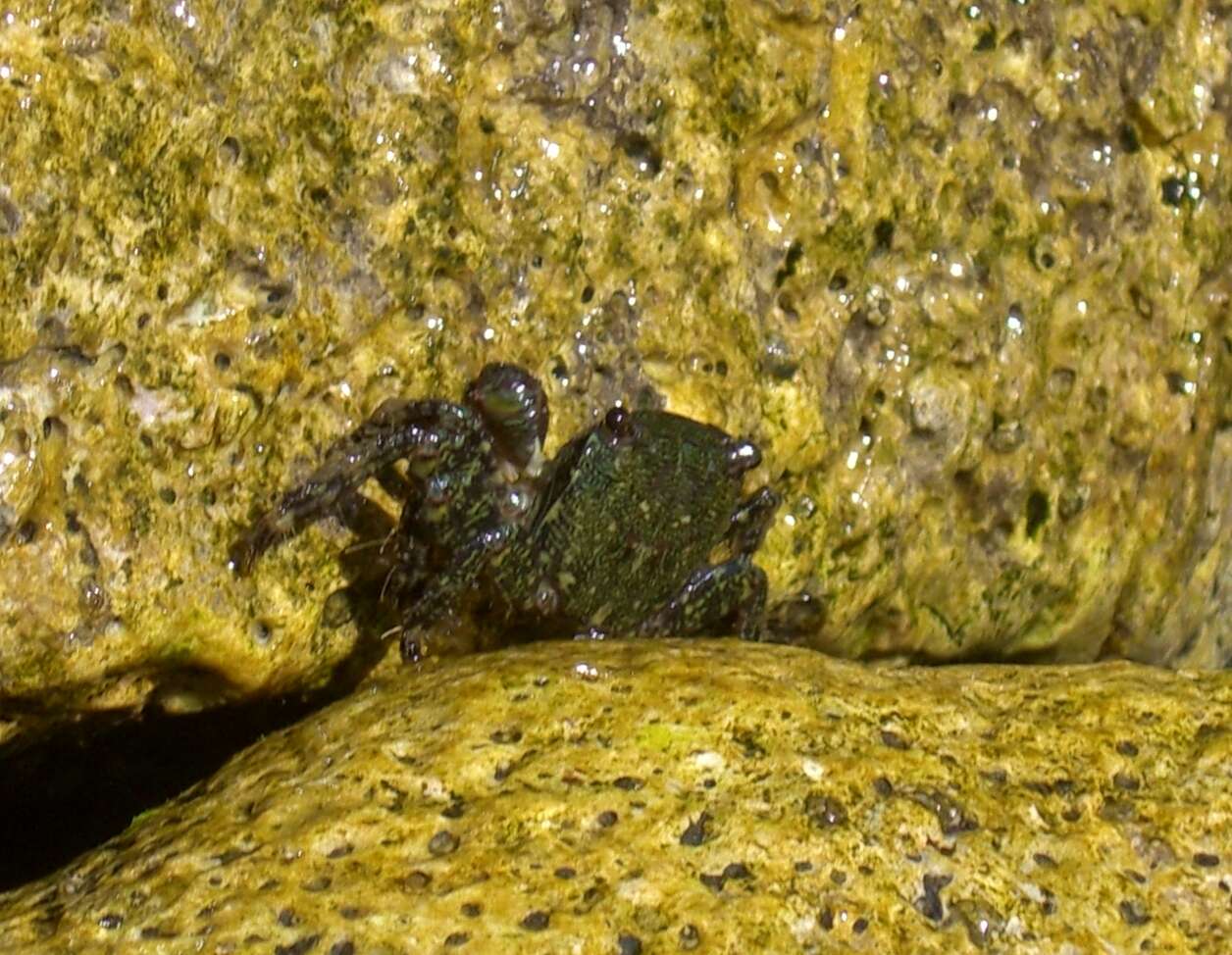 Image of marbled rock crab