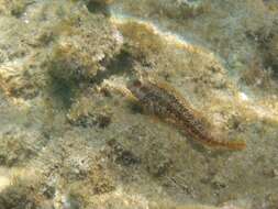 Image of blenny