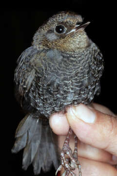 Scytalopus griseicollis (Lafresnaye 1840) resmi