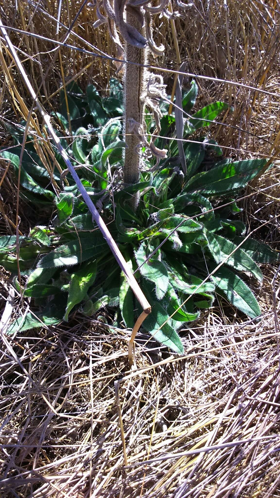 Echium glomeratum Poir.的圖片