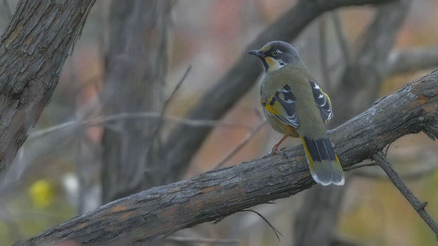 Image of Variegated Laughingthrush