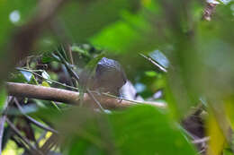 Image of Lined Antshrike