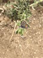 Euphilotes battoides allyni (Shields 1975)的圖片