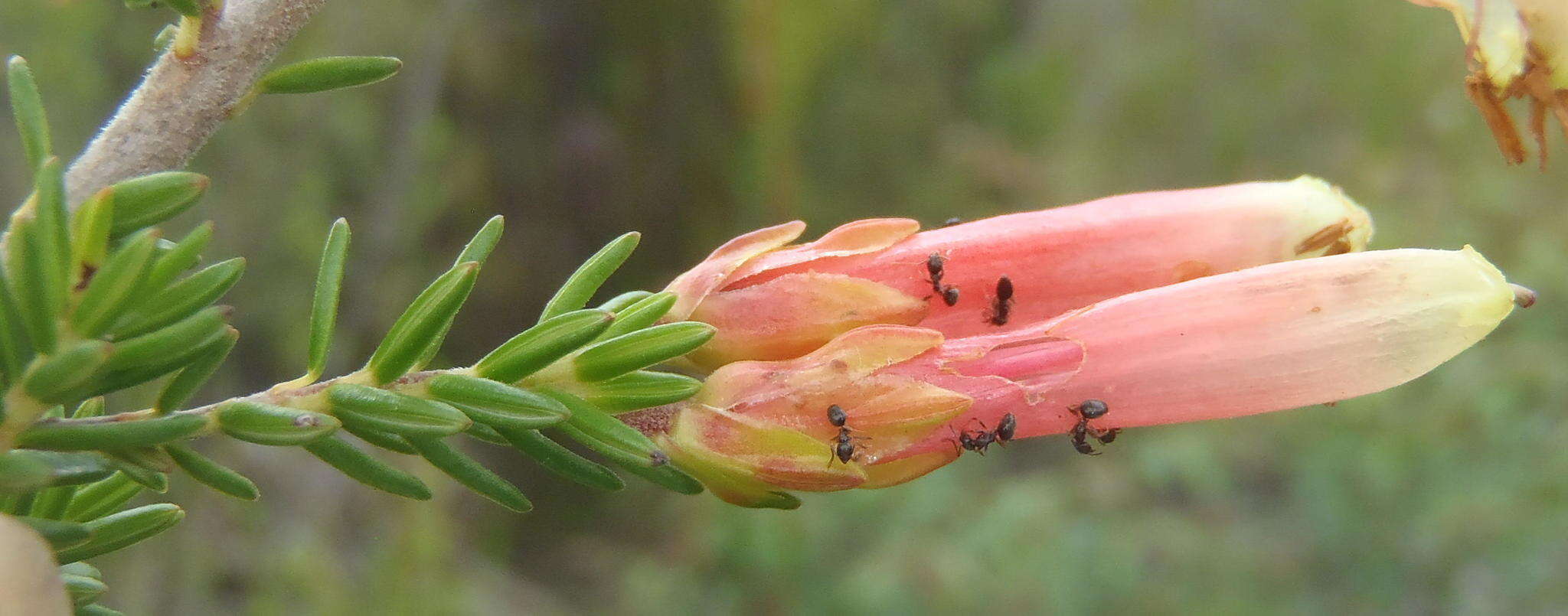 Image of Lepisiota capensis (Mayr 1862)